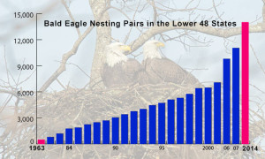 Bald Eagle Decline & Recovery | American Eagle Foundation