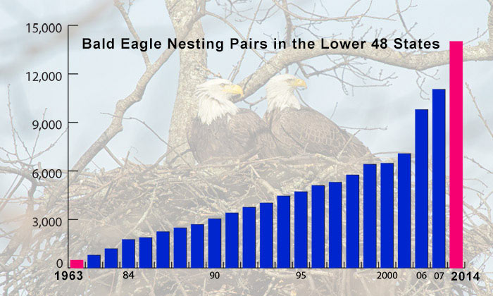 Decline & Recovery of the Bald Eagle. © American Eagle Foundation.