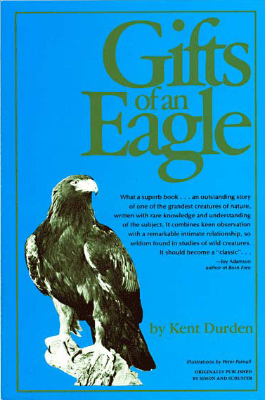 Golden Eagle Behavior American Eagle Foundation