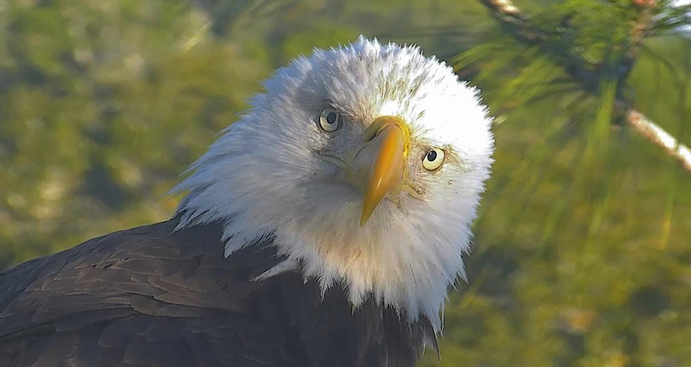 young bald eagle facts