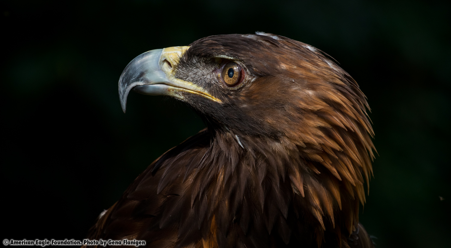 Golden Eagle 'Victory'