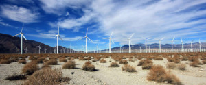 Wind turbine farms -cause deaths to tens of thousands of birds, including eagles.