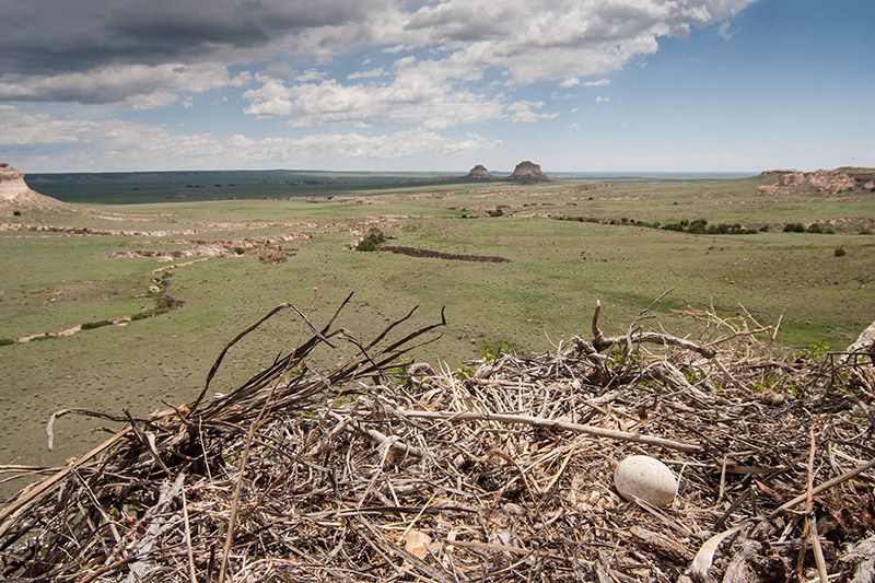 A speckled Golden Eagle Egg rests in a nest located in the Pawnee Grasslands in Colorado, the wide vista provides an excellent home for this Golden Eagle family.