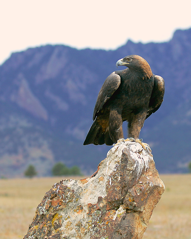 Golden Eagle Behavior American Eagle Foundation