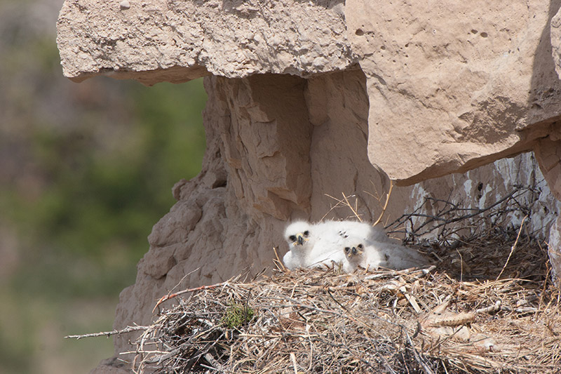 Two Golden Eaglets.