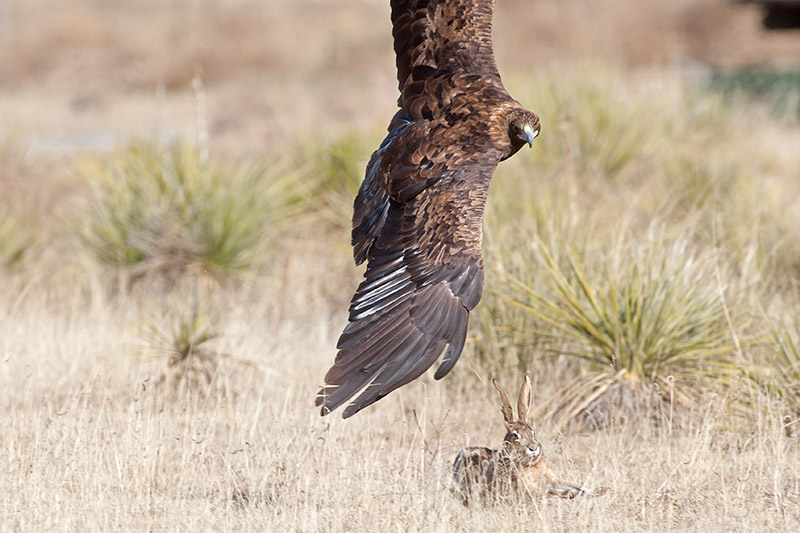 A Golden Eagle zeros in on a rabbit, a staple in the raptor's diet.