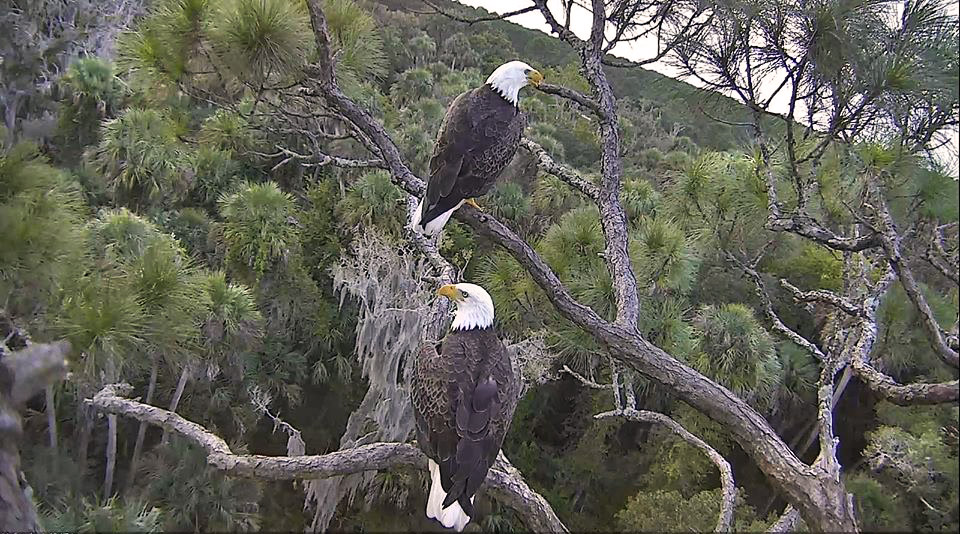 Romeo and Juliet in the nest tree.