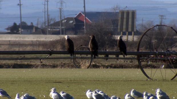 Hundreds Of Bald Eagles Flock To Delta Fields In Vancouver