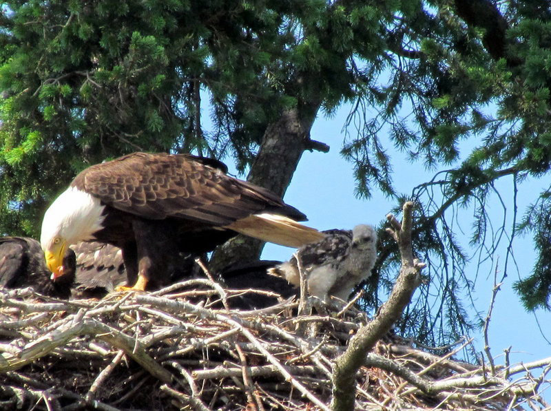 baby hawk