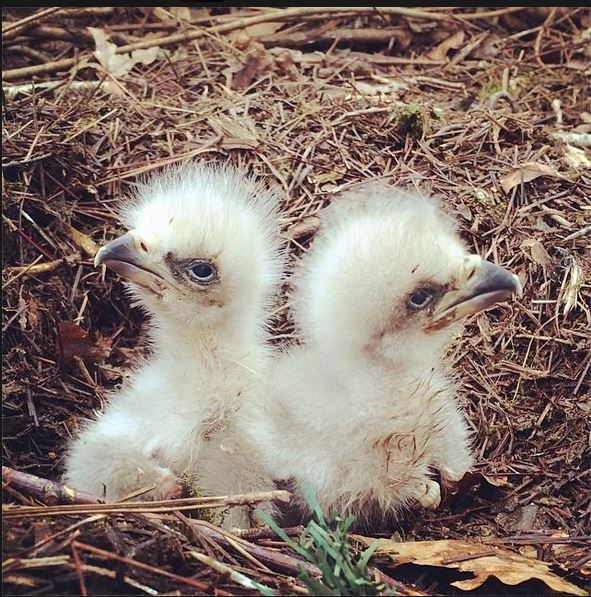 eaglets-mj-i-2014