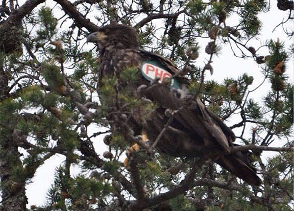 Bald Eagle "Survivor"