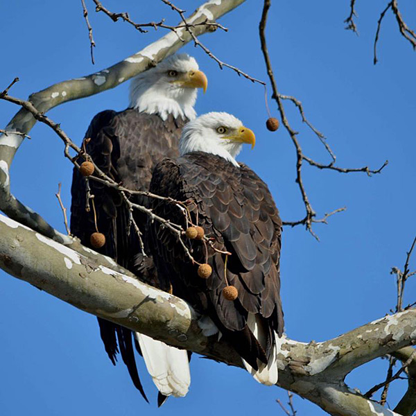 Smoky Mountain Eagle Cam Donation – American Eagle Foundation