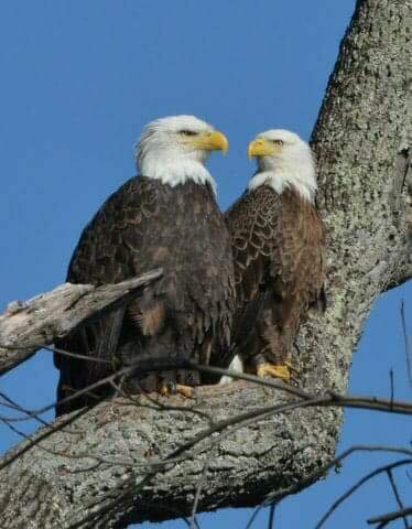 Lady Independence and Sir Hatcher II