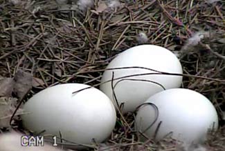 Three Eggs!