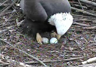 Two Eggs!