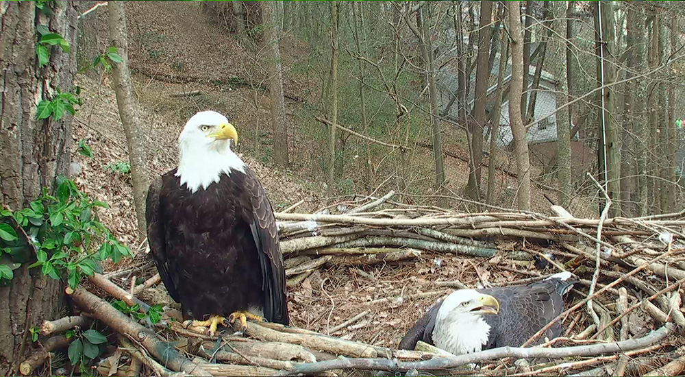 How Long Do Bald Eagles Live In Captivity : What are the bald eagles life span?