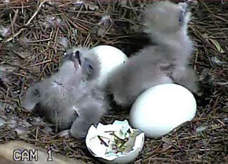 May 7, 2012 - Tiny, tiny fluff balls.