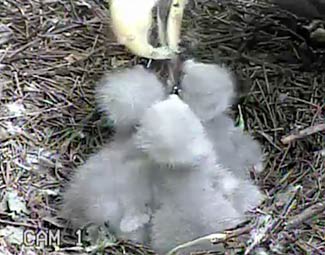 On May 8, the family was complete.