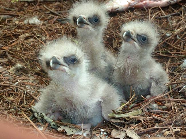 On May 9, Al went into the nest to check on the 1 & 2 day-old babies. They were fine, and he got this amazing photo!