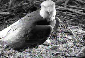 And at night our infrared cameras let us observe without disturbing the eagles in any way.