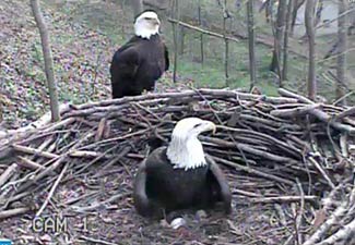 Both parents shared in the responsibility of brooding and protecting the eggs.