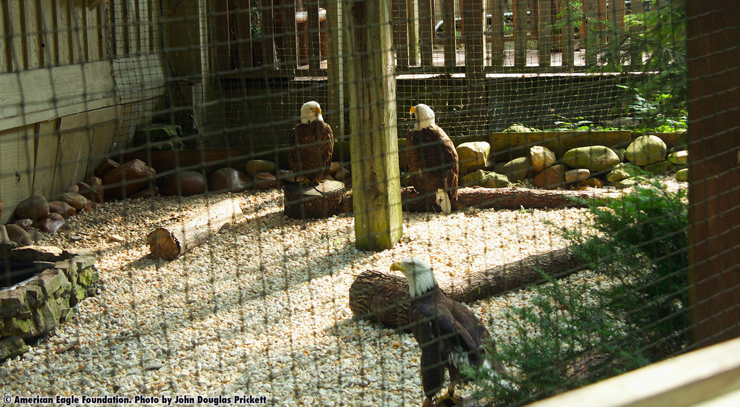 lower-level-non-flighted-eagles