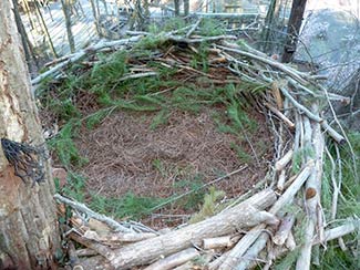 A sturdy, safe interior with fresh greenery, soft pine straw, higher