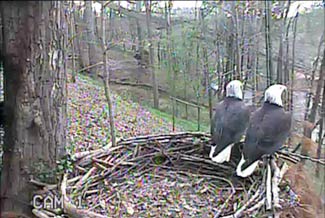 Checking out the neighborhood.