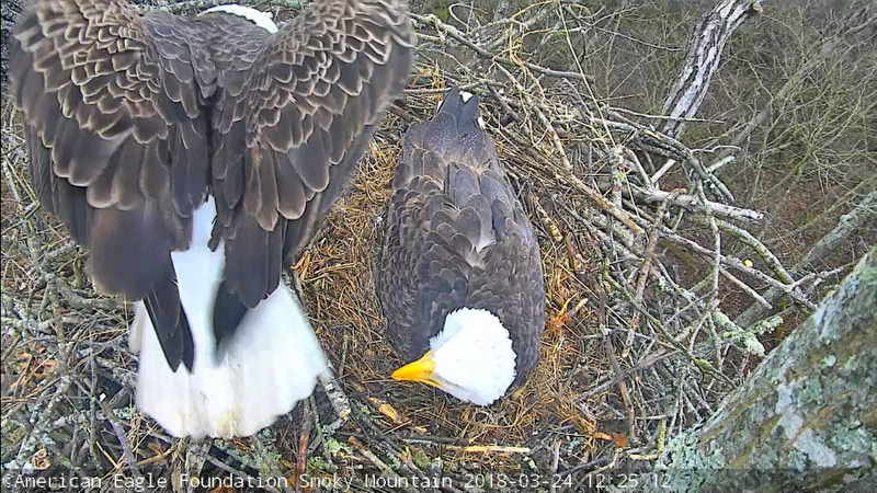 AEF’s Smoky Mountain Eagle Nest Cam Is Now Live – American Eagle Foundation