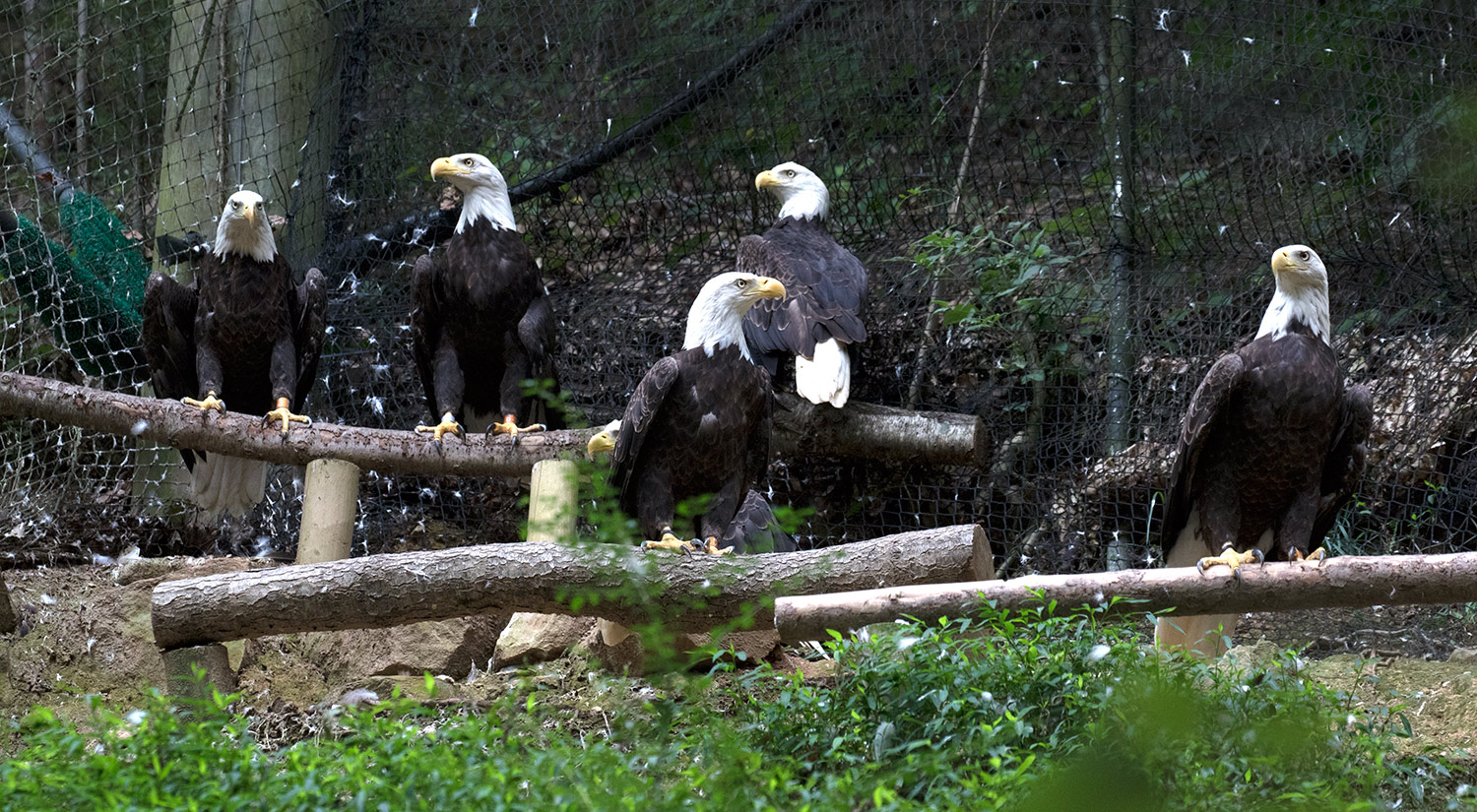 PAM-eagles-slideshow