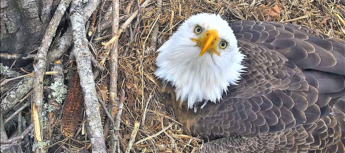american eagle foundation celebrating 30 years protecting the