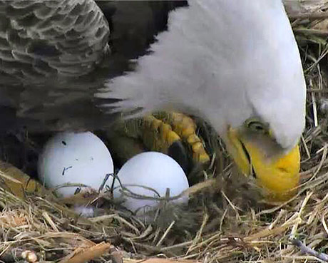 DC Eagles Mr. President & The First Lady Welcome 2nd Egg – March 28, 2018