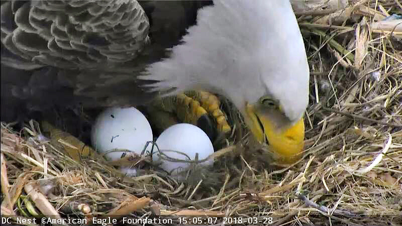 Two perfect eggs rest gently in the nest of Bald Eagles 'Mr. President' and 'The First Lady.'