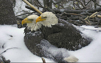 Mr. President & The First Lady protecting their eggs