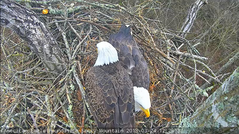 AEF’s Smoky Mountain Eagle Nest Cam Is Now Live – American Eagle Foundation