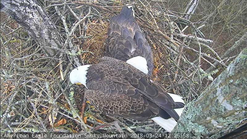 Lady Independence & Sir Hatcher I & II – American Eagle Foundation