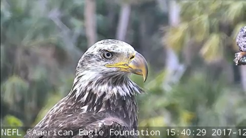 a beautiful sub-adult on 12/3/2017.