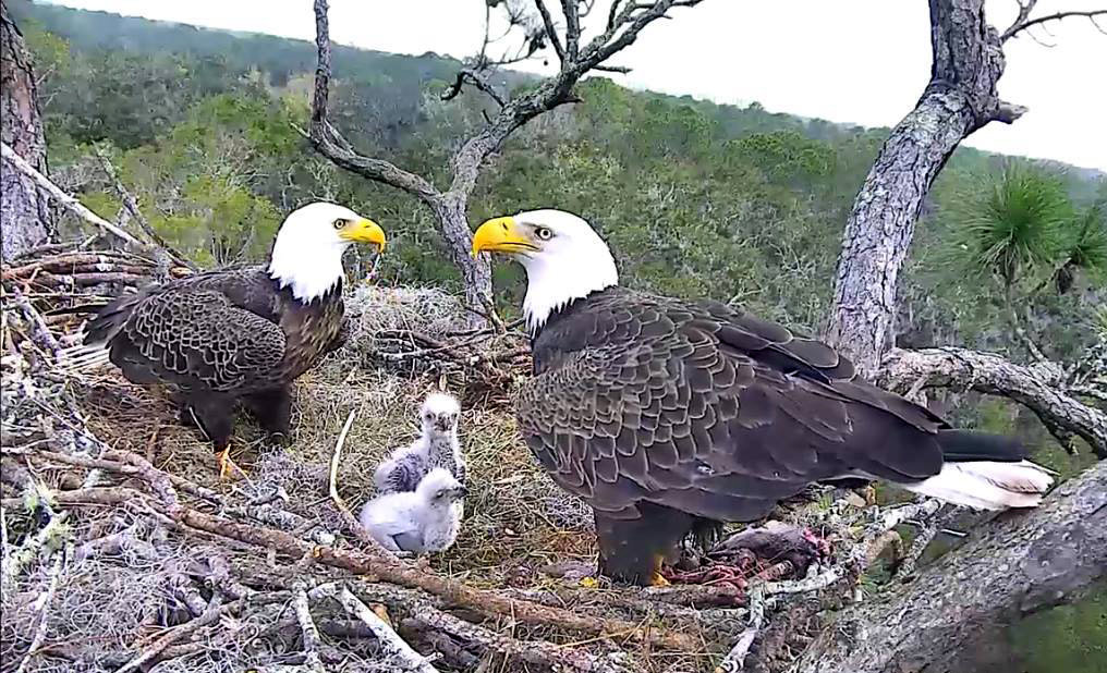 Our NEFL family: Romeo, NE17, NE18, & Juliet