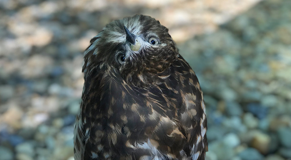 Goose American Eagle Foundation