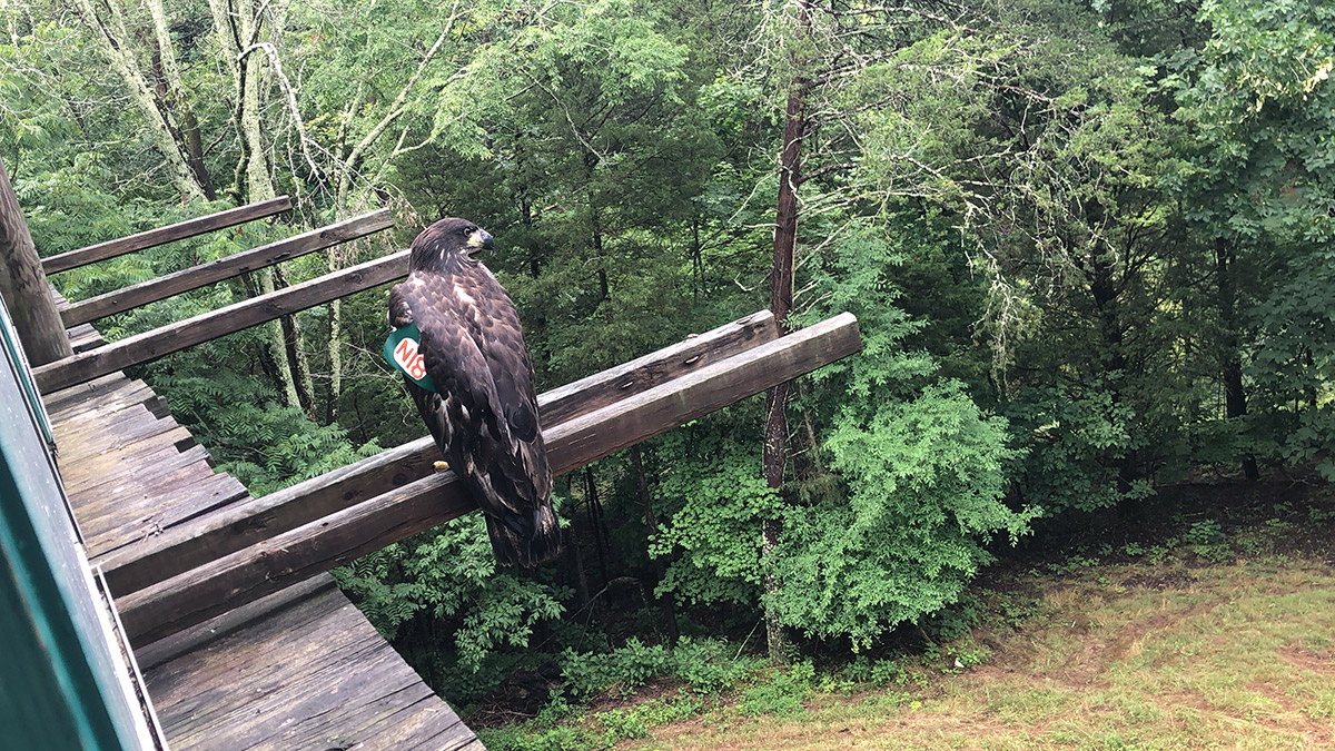 Nova, one of the eaglets from the Smoky Mountain nest of Bald Eagles Lady Independence & Sir Hatcher II, fledged from the AEF Hack Tower on June 28, 2018, wearing Patagial Wing Tag N18.