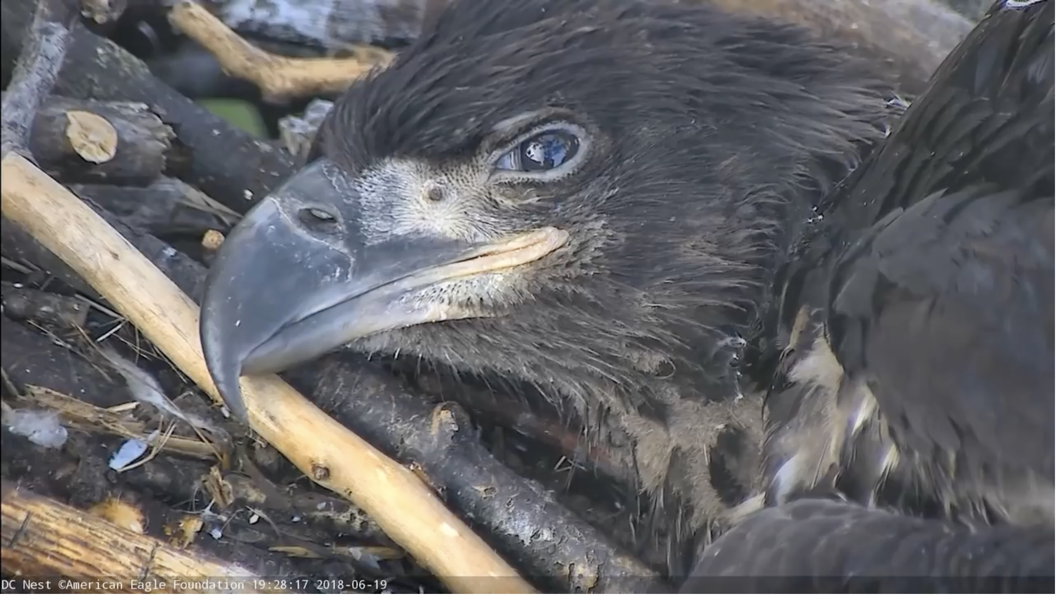 Remembering Valor American Eagle Foundation