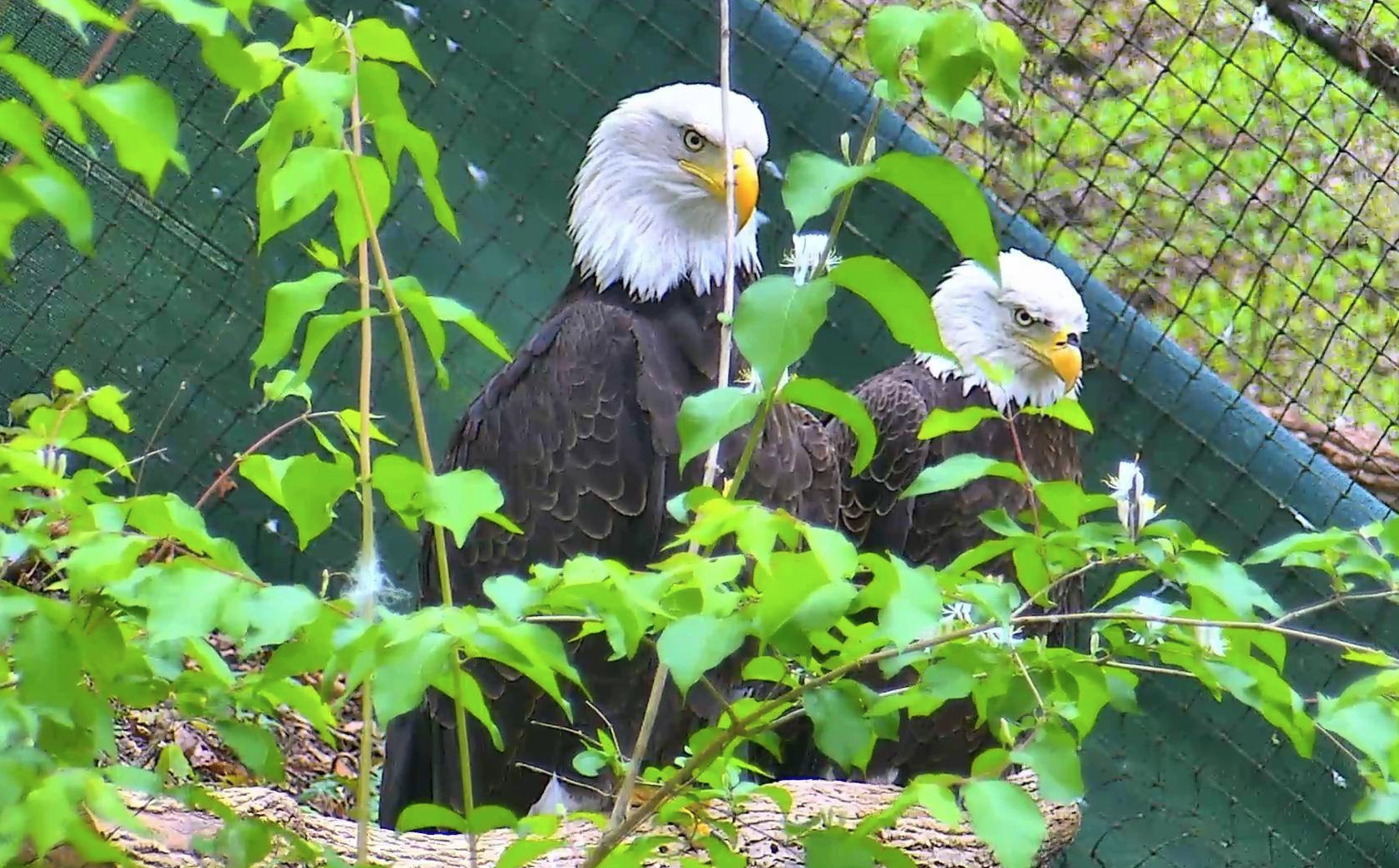 Glenda and Grant bonded in the Pick-A-Mate section and were then given their own private compartment in the aviary. Photo taken April 22, 2018.