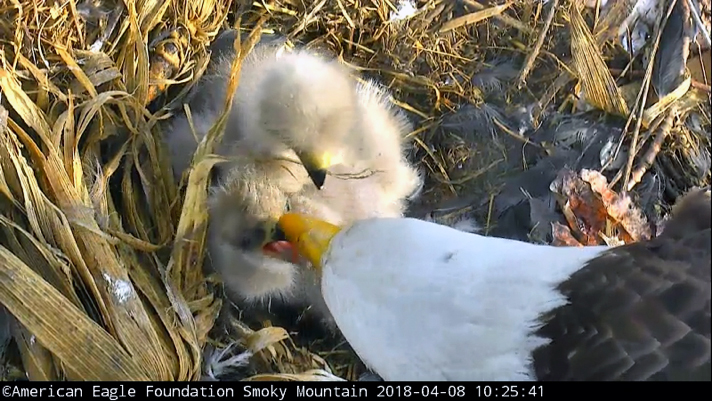 Lady Independence gently feeding baby eaglet.