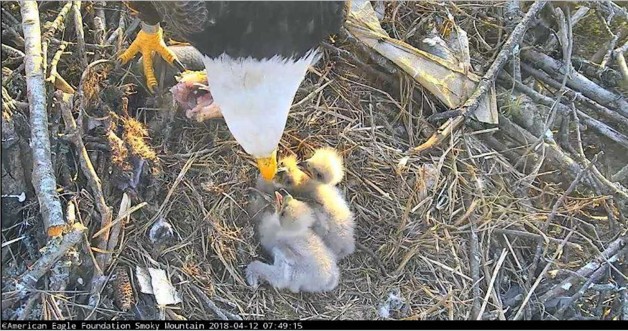 Little eaglets lining up for dinner.