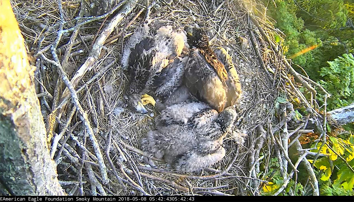 A pinwheel in the nest!
