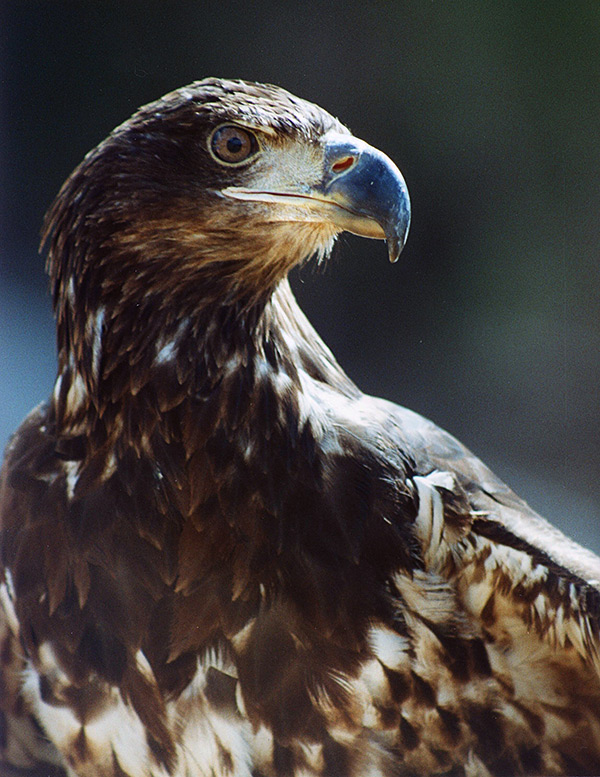 Challenger American Eagle Foundation