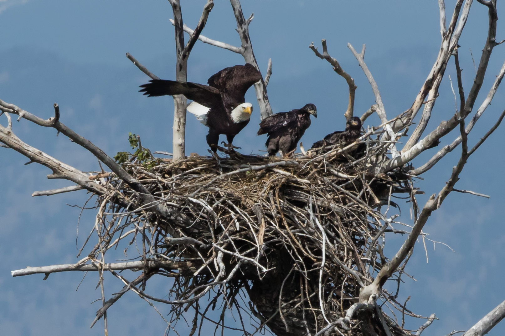 Female and both eaglets in early May, 2017, just prior to nest collapse on May 22. 