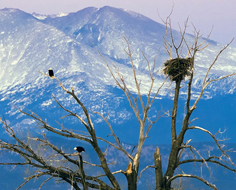 Call To Action – A Bald Eagle Nest in Colorado Needs Our Help