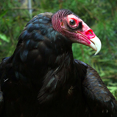 turkey vulture stuffed animal