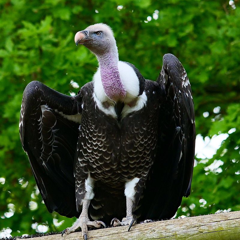 Be A Voice For Vultures – American Eagle Foundation